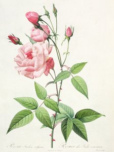Rosa Indica Vulgaris, vyryla Bessin, z „Les Roses“, svazek II, 1821 (barevná litografie
